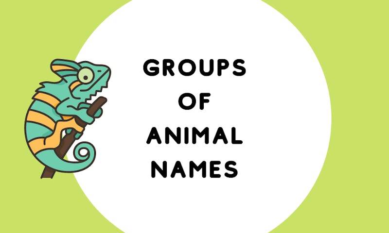 Names for group of animal names